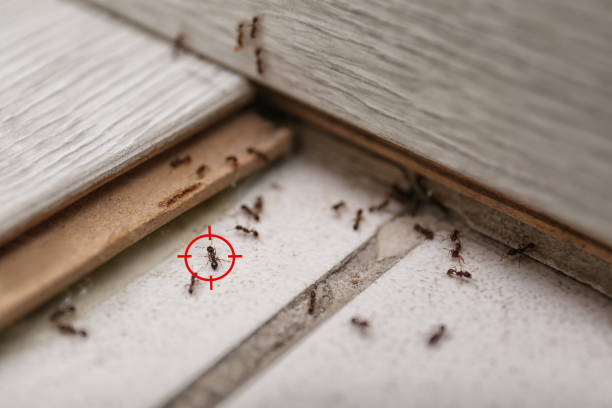 Best Wasp Removal Services  in , NM