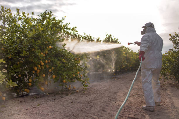 Best Insect Control  in , NM