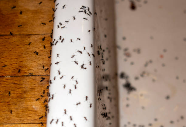 Best Pest Prevention Services  in , NM