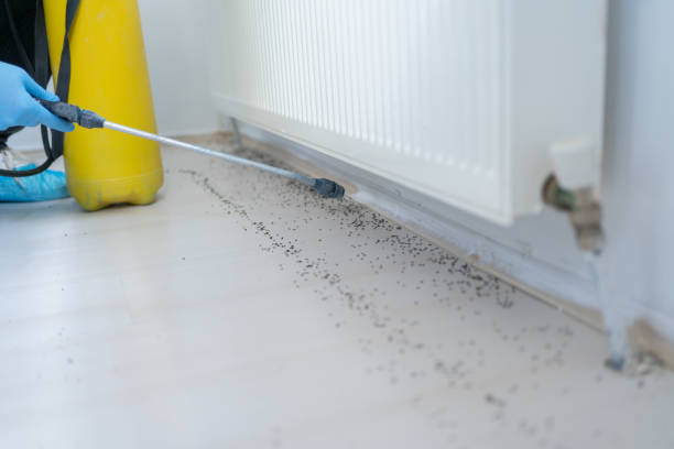 Best Wasp Removal Services  in , NM